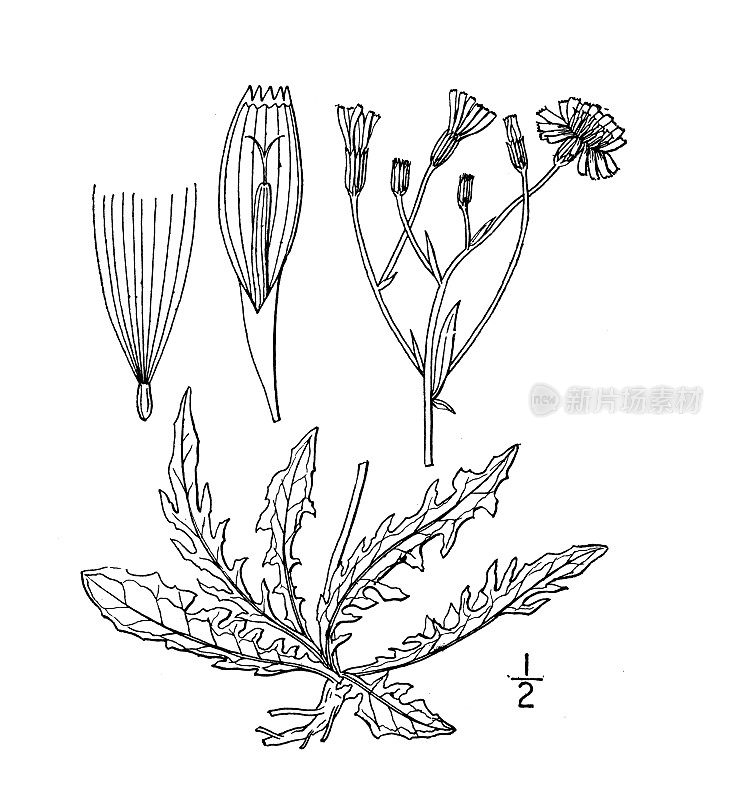 古植物学植物插图:Crepis virens, Smooth hawksbeard